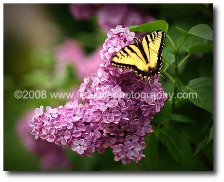 [The Brad Kaminsky Foundation]